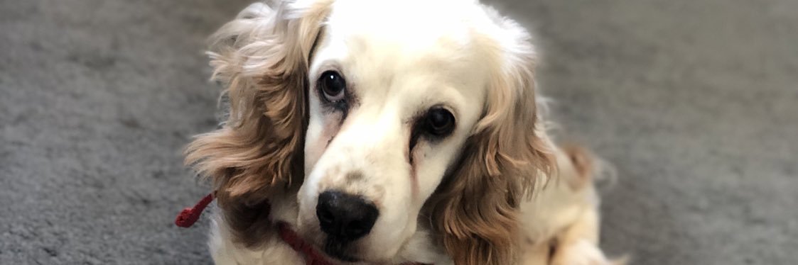 GraceMckie's profile banner image