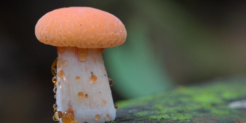 Cantharellus1's profile banner image