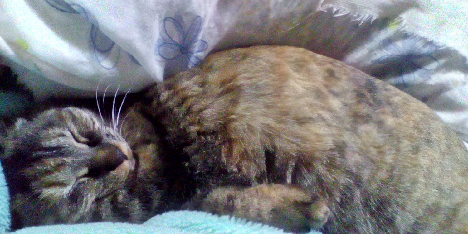 オムライス@アラサー banner