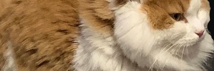 Skrix Prox banner