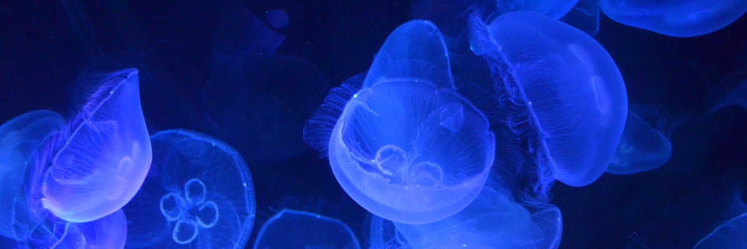 m_yayas's profile banner image