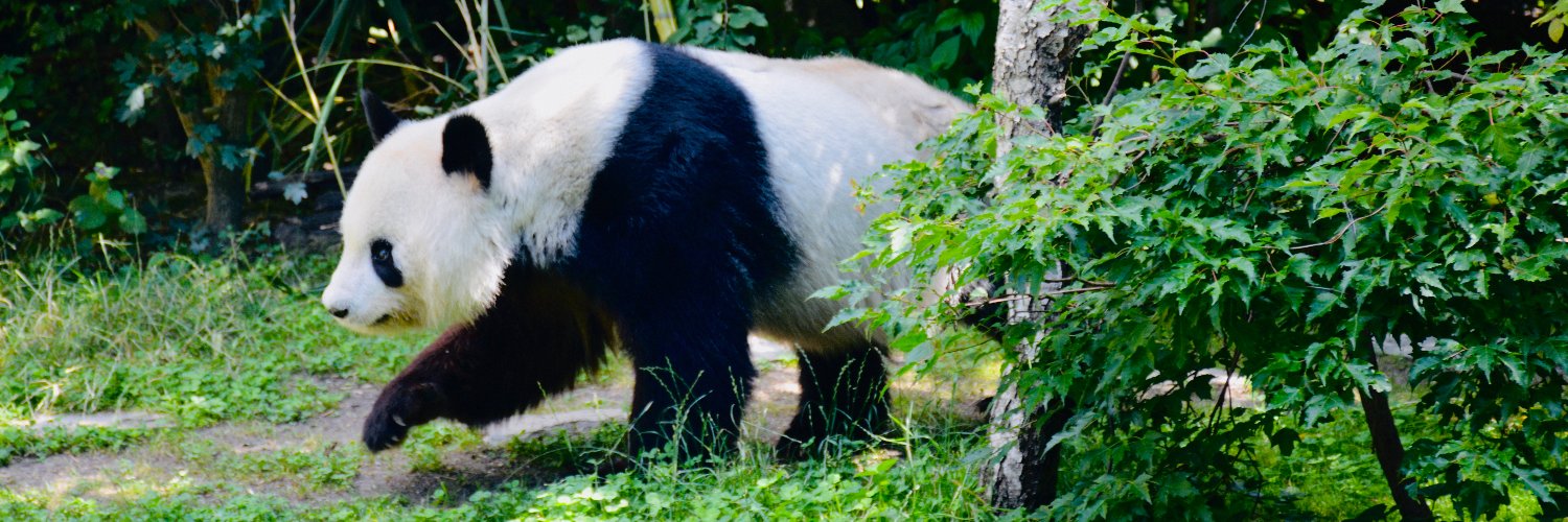 PANDAMONEYUMM's profile banner image