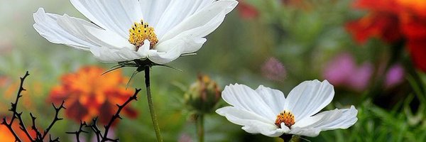 ShaziahZ Profile Banner
