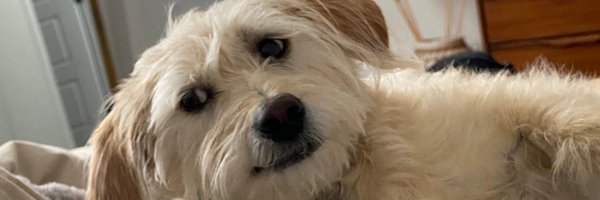 StacieHa Profile Banner