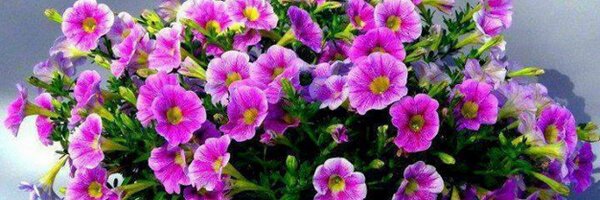 zdemir_neriman Profile Banner