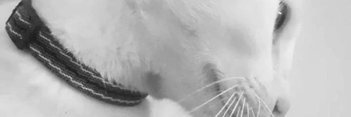 Ke__________lly's profile banner image
