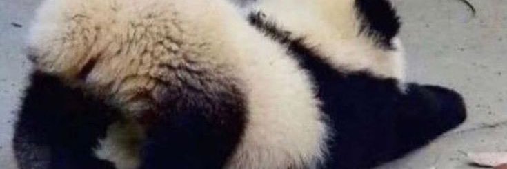 fatbooone's profile banner image