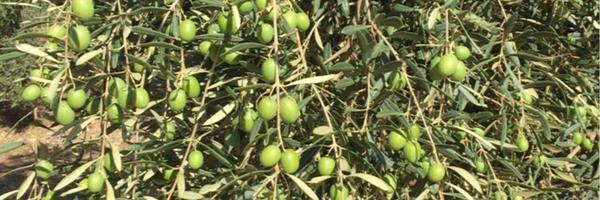 BlancaTorrent Profile Banner