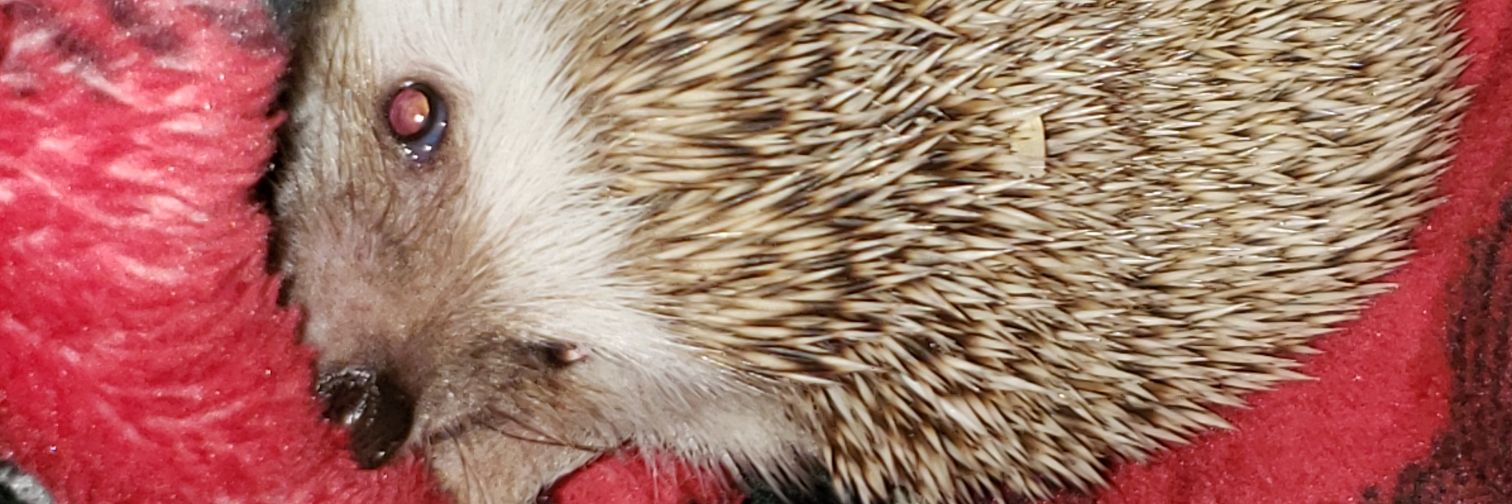 inkedupItalian's profile banner image