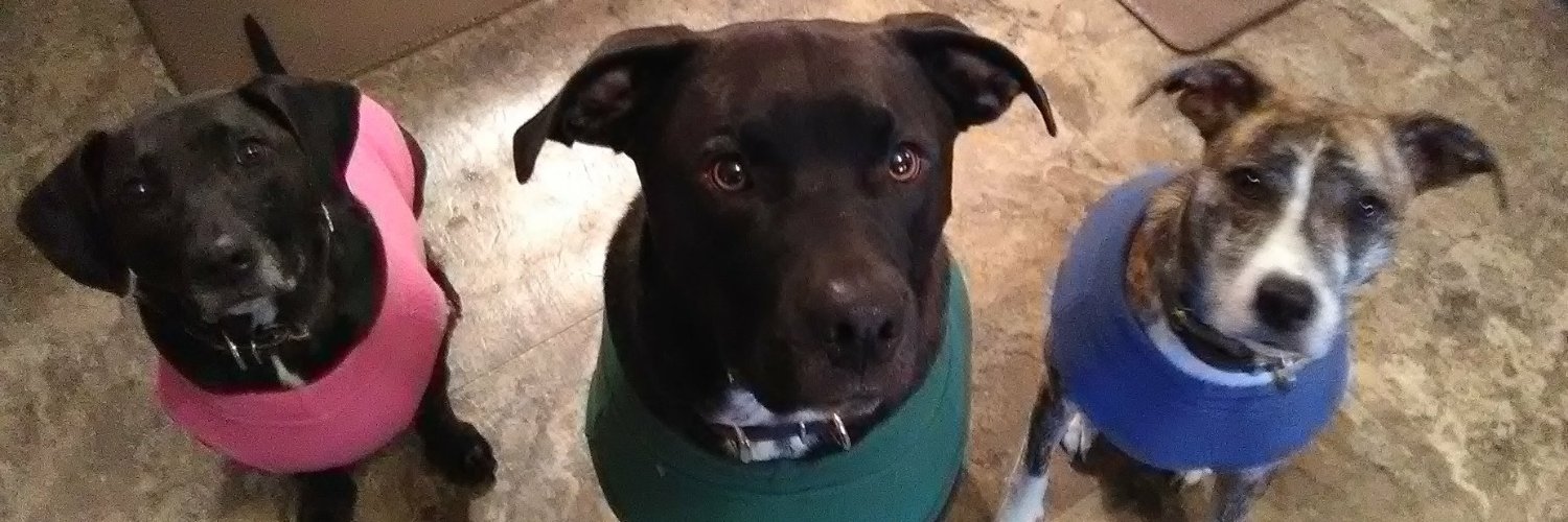RandomDogMom's profile banner image