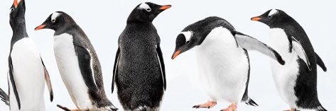 ChicksDigHockey's profile banner image