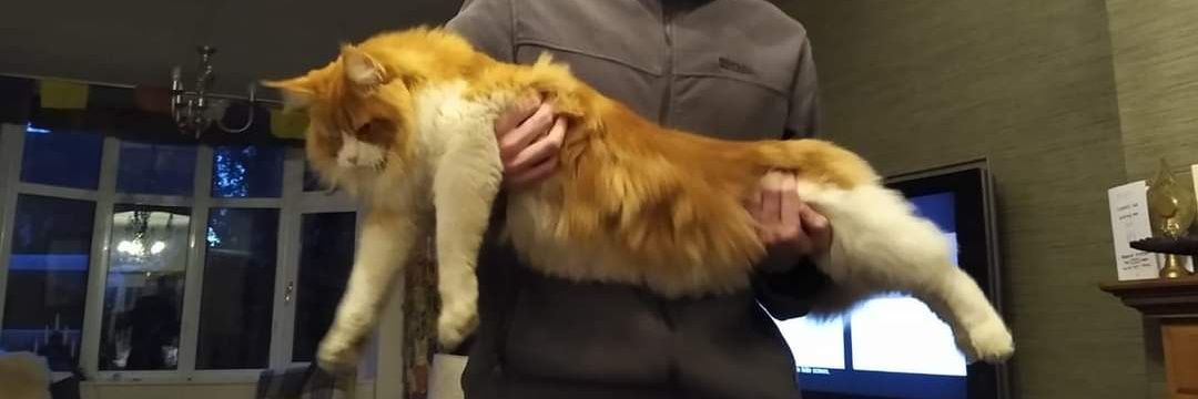 Cailleach na luatha banner