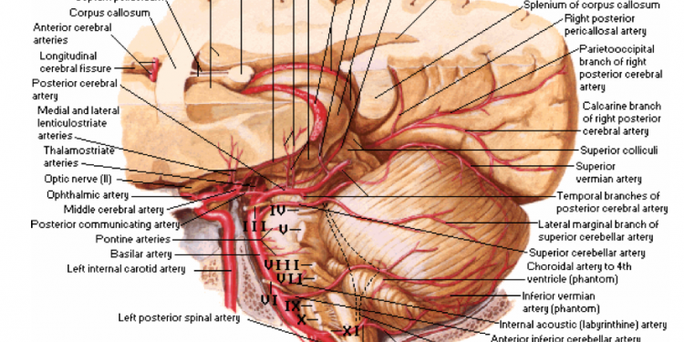 NeuroSurgWorld's profile banner image