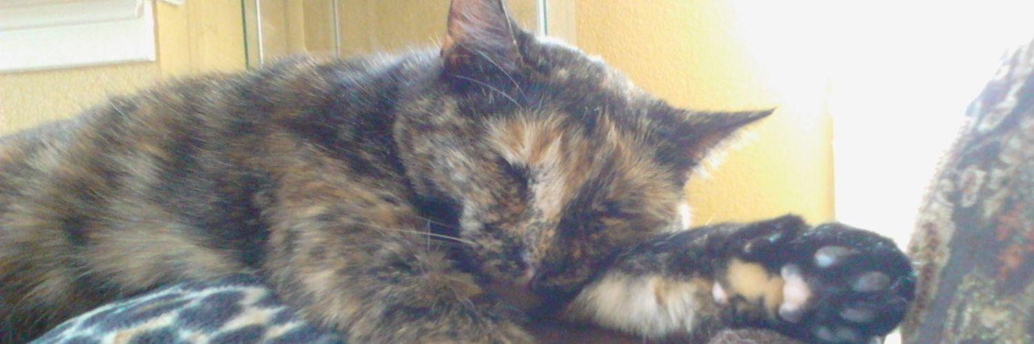 coco_e_phoenix's profile banner image