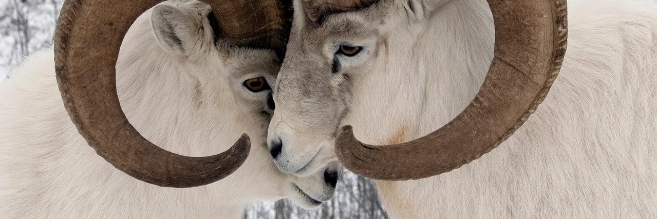 Deertush's profile banner image