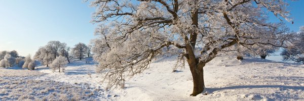 NatForestCo Profile Banner