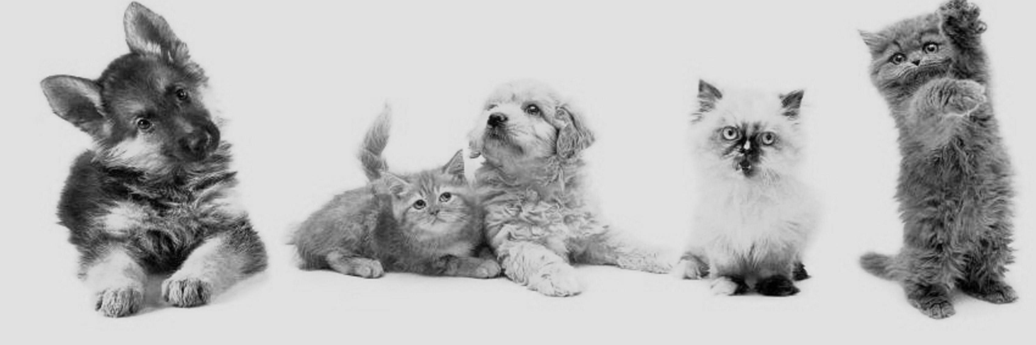 Blog_Zahra banner