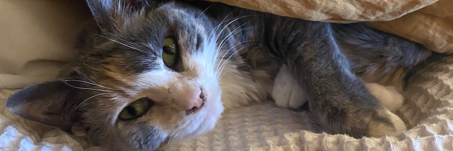 The Unapologetic Unicorn banner