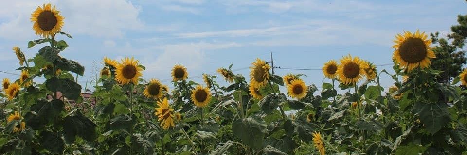 dotdaeblue's profile banner image