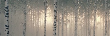 🌿⚜️𝓛𝓮 𝓬𝓱𝓪𝓽 𝓿𝓮𝓻𝓽⚜️🌿 banner