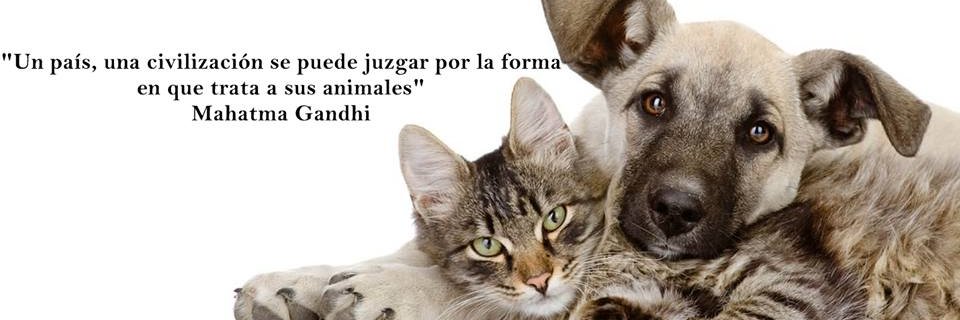 AnimalesCampa's profile banner image