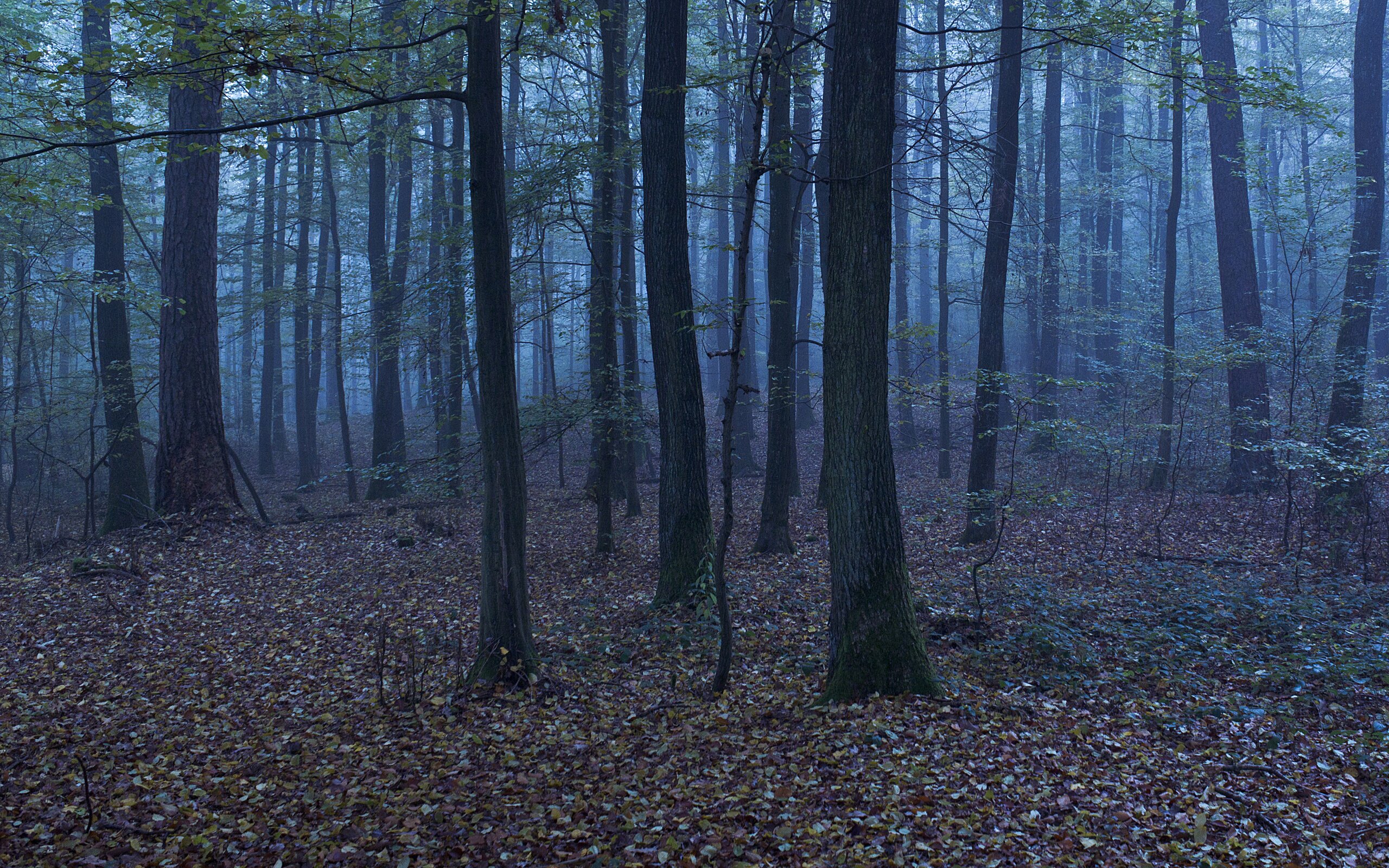 MrNobody3122's profile banner image