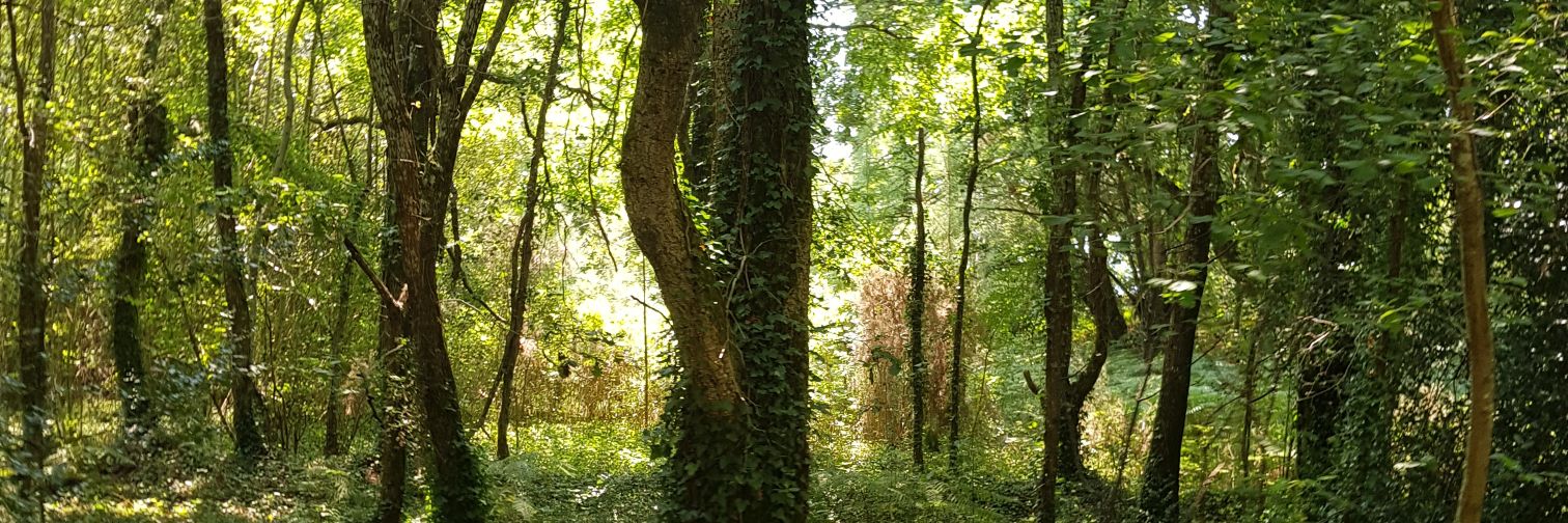 Maxlamenace ✌ banner