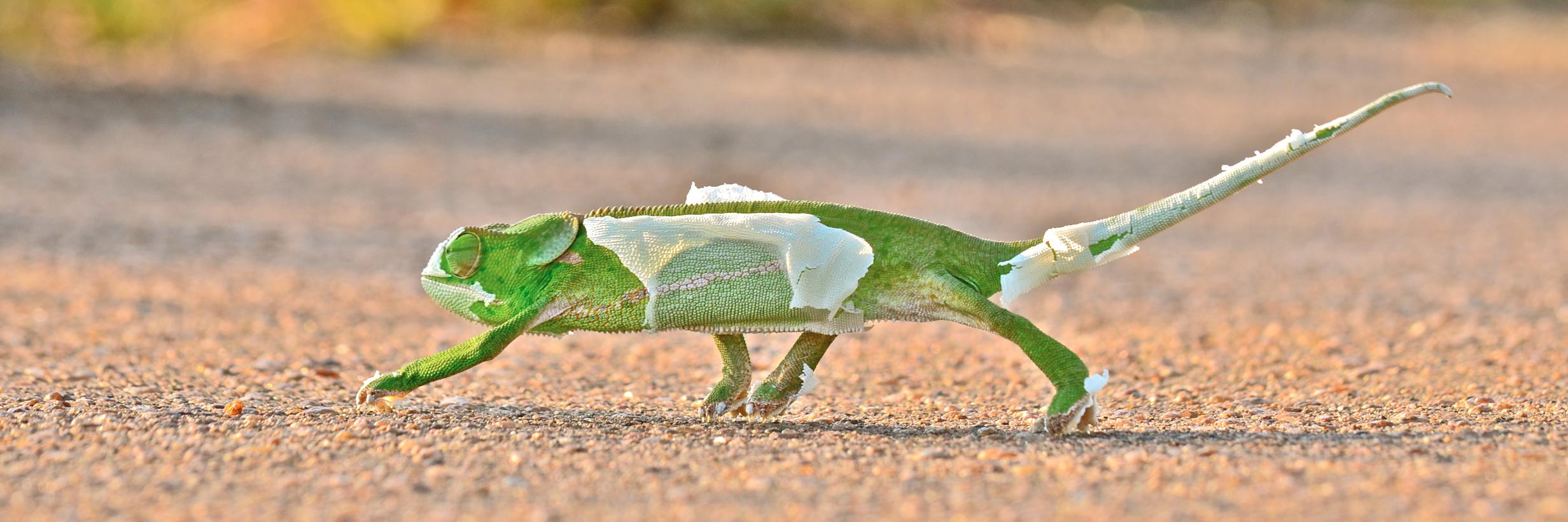 Samir Randera-Rees banner