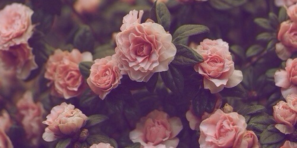 Borderlinebarn banner