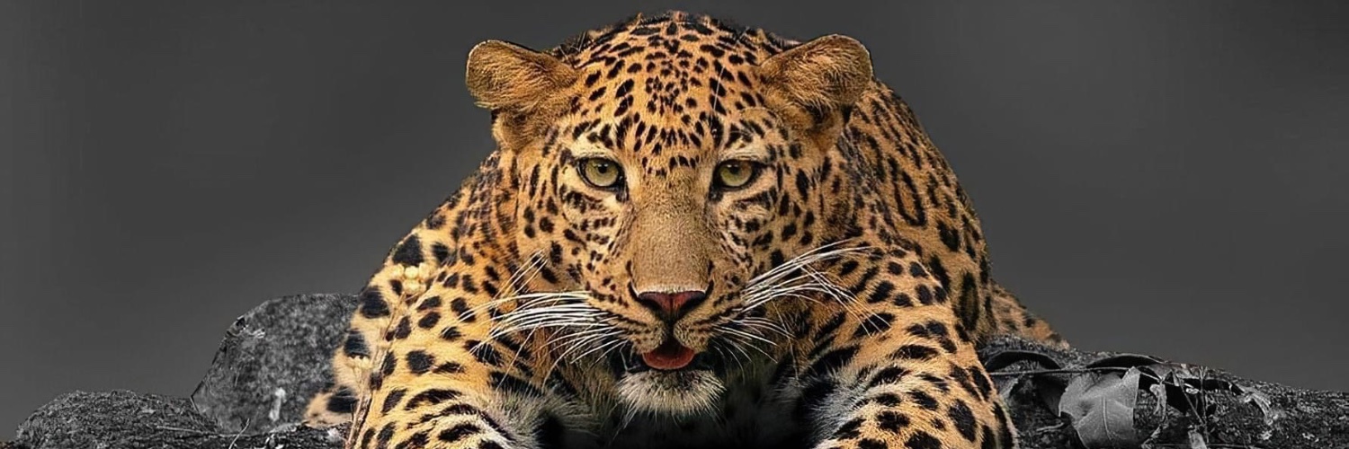 mssd_shm's profile banner image