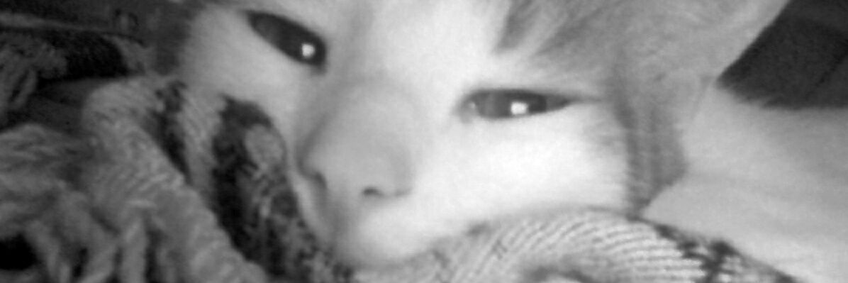 Stupid_Awkwaard's profile banner image