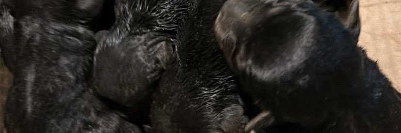 Y-Y banner