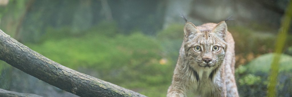 MNZooAB's profile banner image