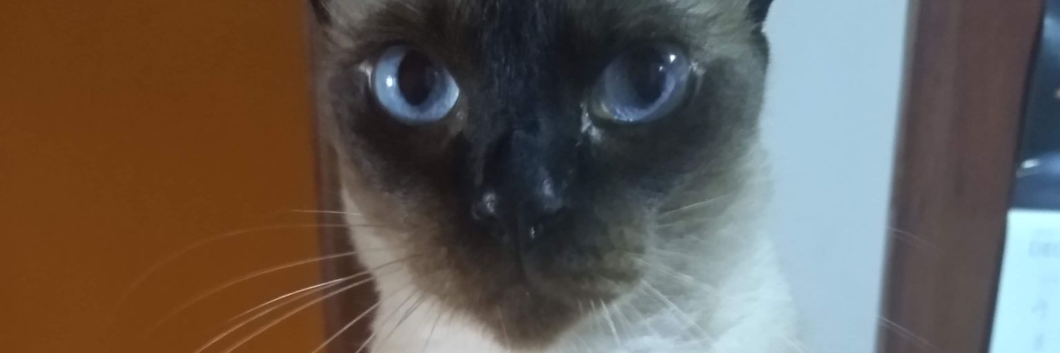 Doutora Beatriz Sales banner