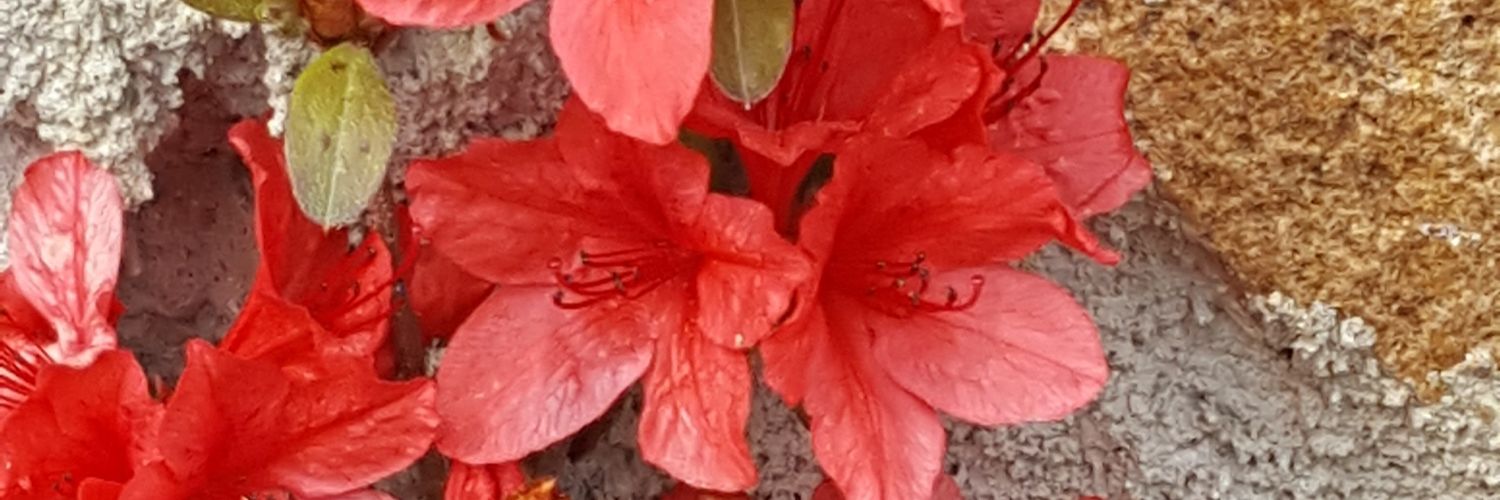 🌺🌺ไล่ล่ารัก🌺🌺 banner