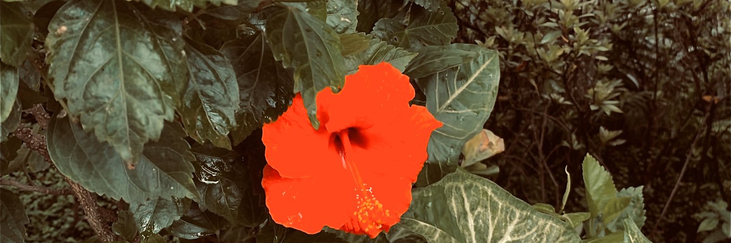 L1C42_'s profile banner image