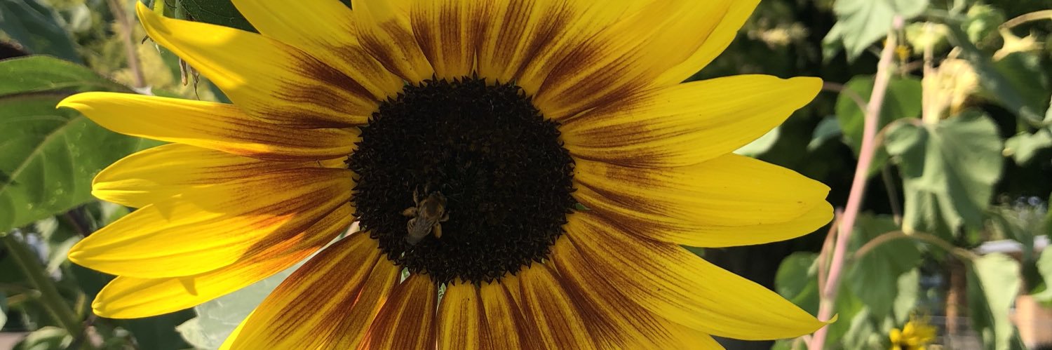 funmomAdams's profile banner image