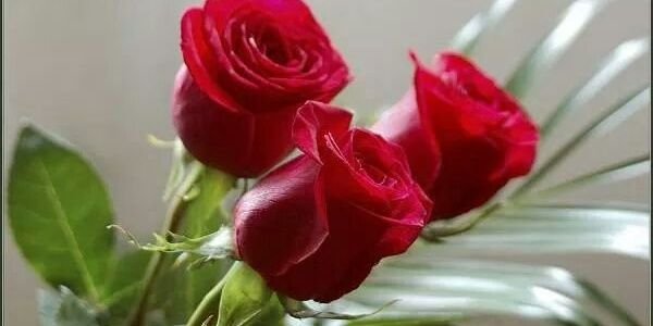 thiruarasu61's profile banner image