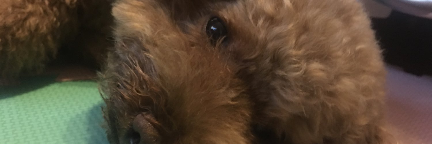 Tea_233's profile banner image