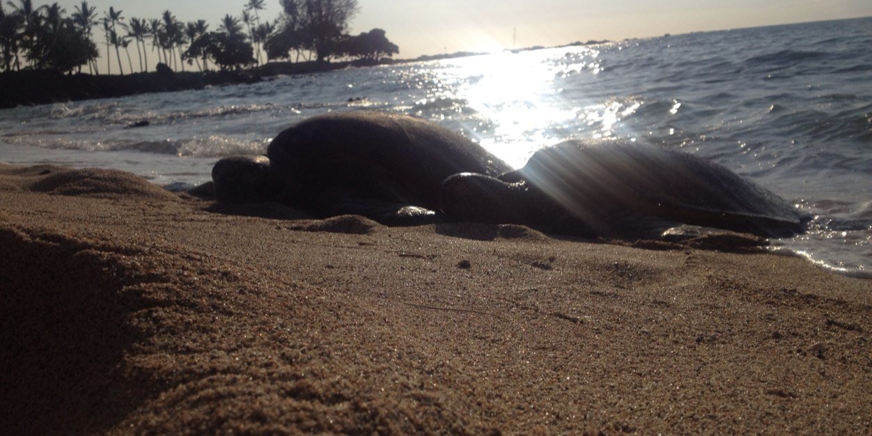 Boqueron66's profile banner image