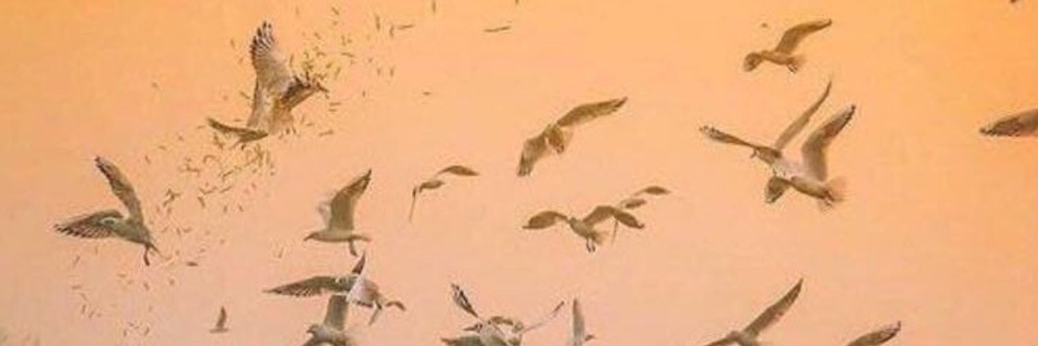 manar_707's profile banner image