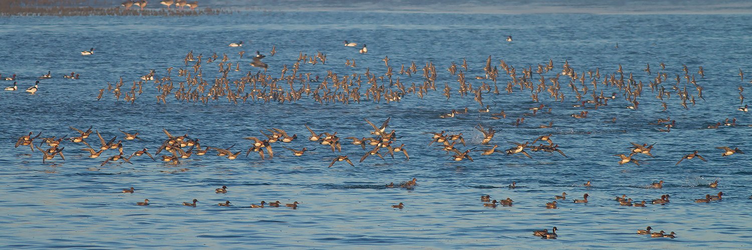 Adri Clements banner