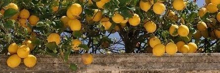 Ay🍋 banner