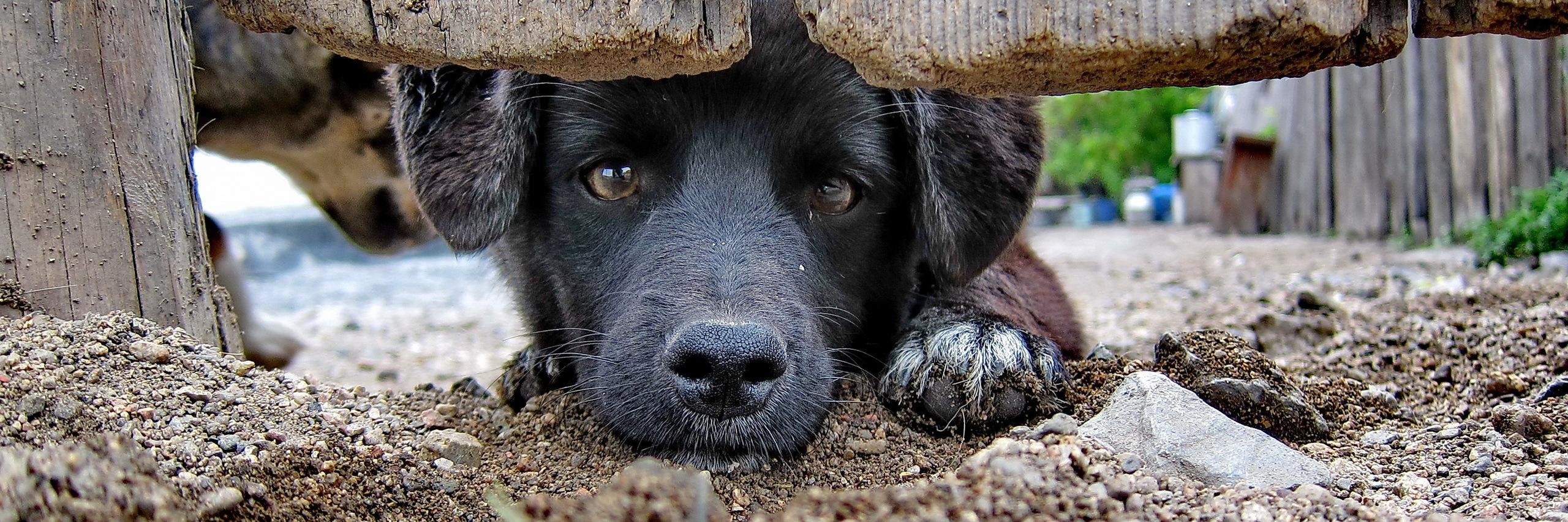 Dog2HomeUK's profile banner image