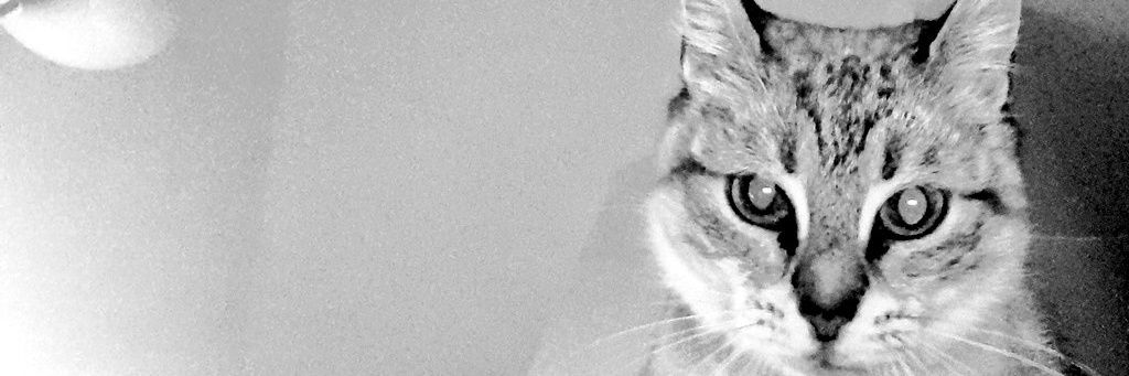 Shaymelmed's profile banner image