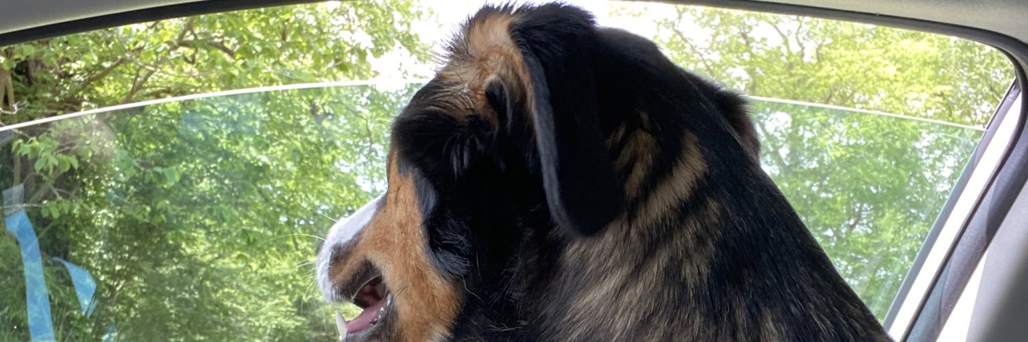 gillis_dalton's profile banner image