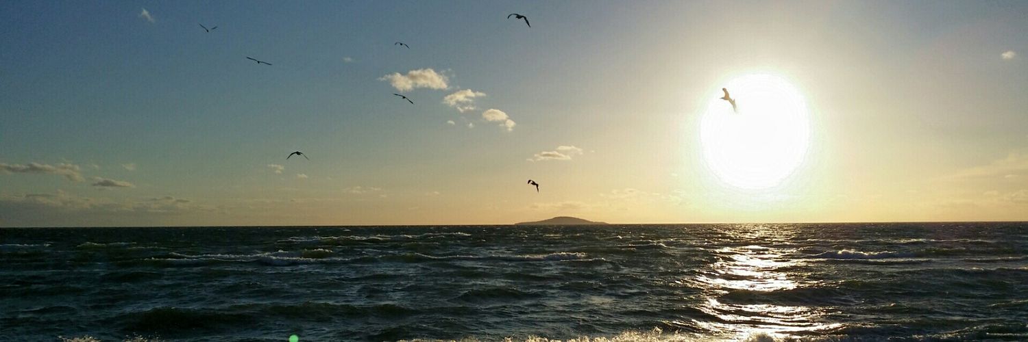 Suzanne Gynnhammar banner