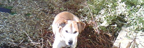 DGray118 Profile Banner