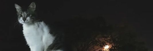 _tedefrutilla_'s profile banner image