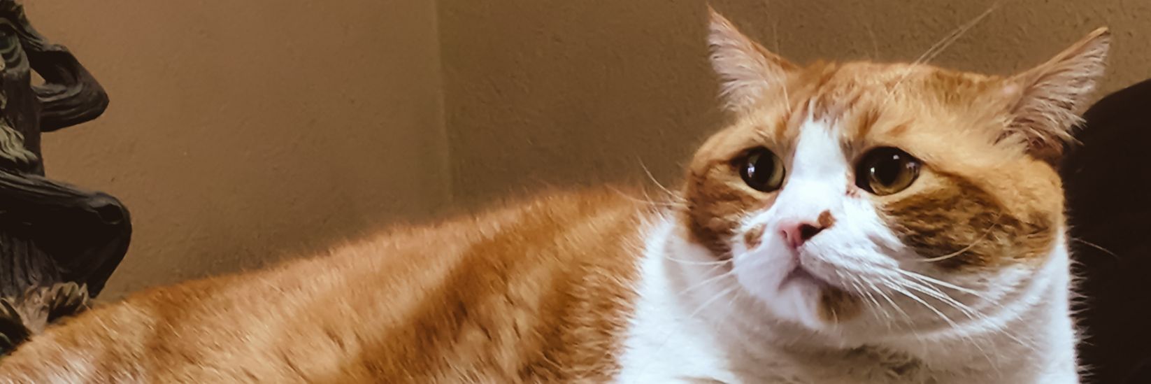 Munchkin_George's profile banner image
